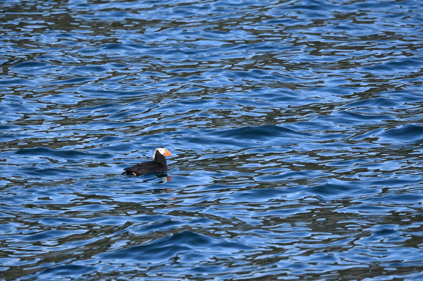 Tufted puffins like this one have deep bills that can hold up to 20 fish at once.